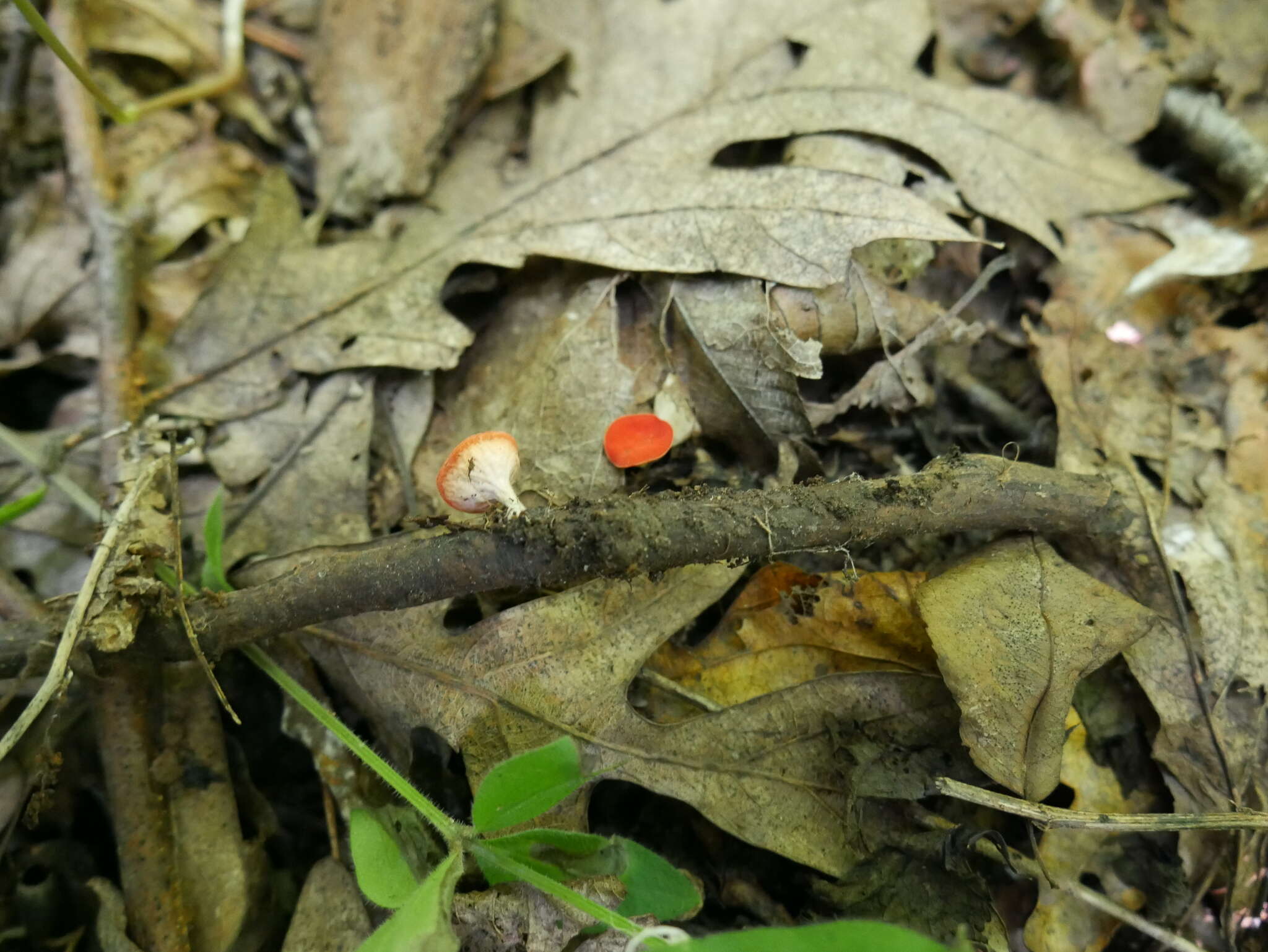 Sivun Sarcoscypha occidentalis (Schwein.) Sacc. 1889 kuva