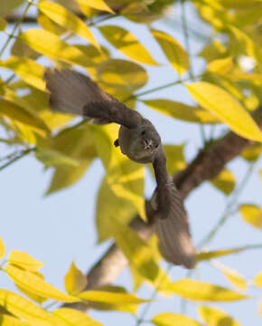 Image of Pale-billed Flowerpecker