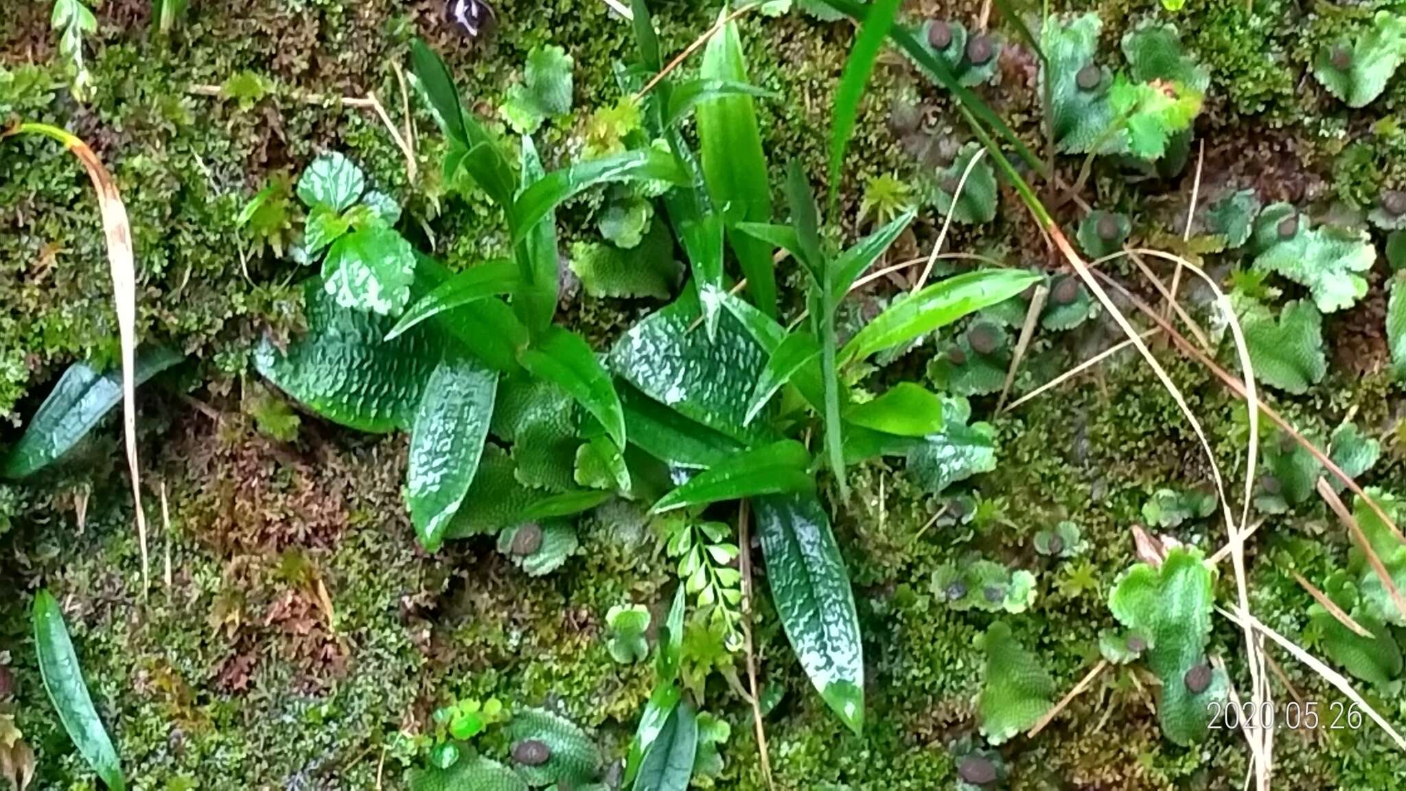 Imagem de Platanthera formosana (T. P. Lin & K. Inoue) Efimov