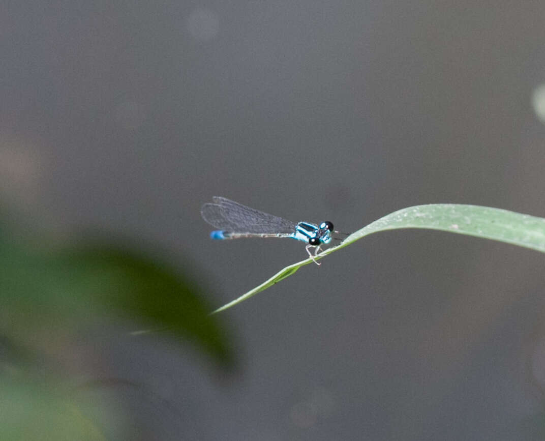 Image of Acanthagrion quadratum Selys 1876