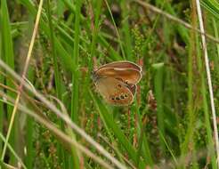 Image of False Ringlet