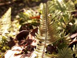 Image of plumed rockcap fern