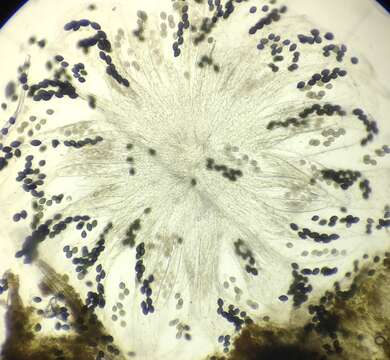 Image of Podospora pyriformis (A. Bayer) Cain 1962