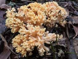 Image of Ramaria capitata Corner 1950