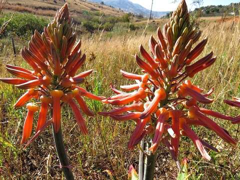 Aloe maculata subsp. maculata resmi