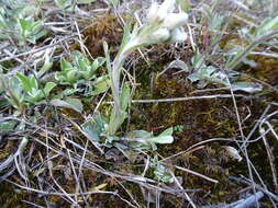 Imagem de Antennaria howellii subsp. petaloidea (Fern.) R. J. Bayer