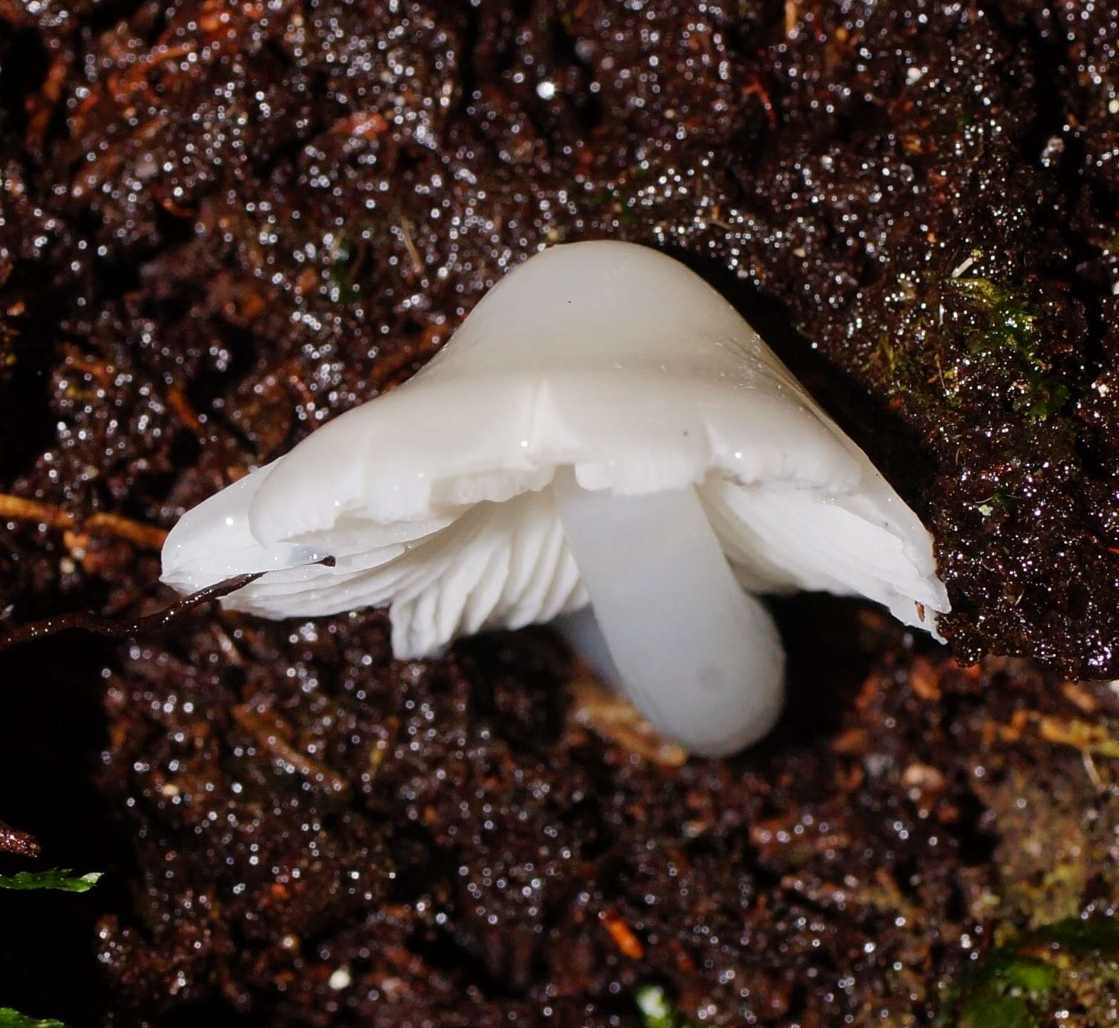 Image of Humidicutis mavis (G. Stev.) A. M. Young 2005