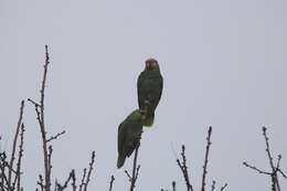 Image of Amazona autumnalis autumnalis (Linnaeus 1758)