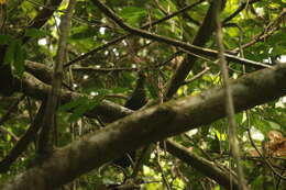 Image of Verreaux's Turaco
