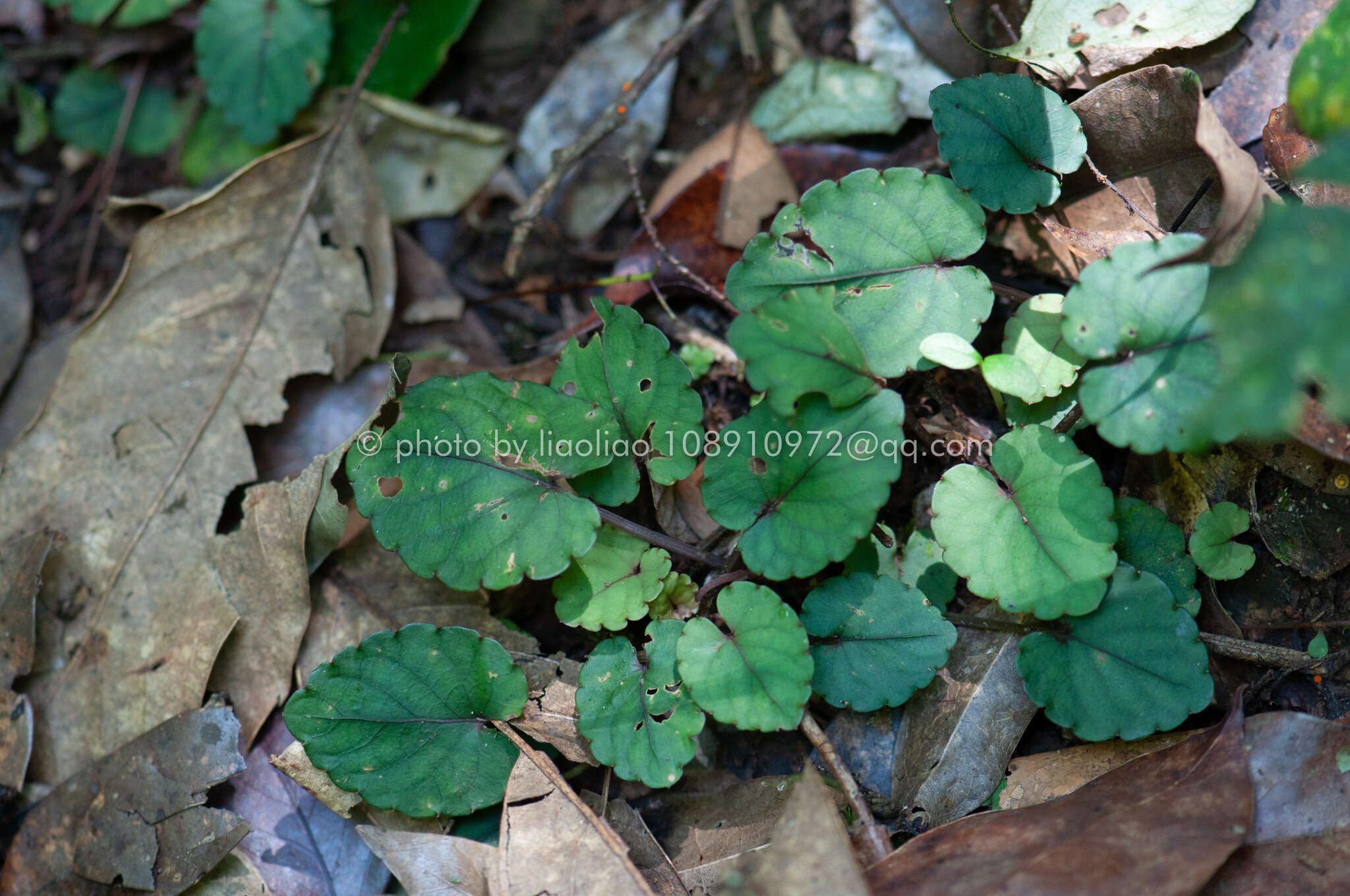 صورة Viola mucronulifera Hand.-Mazz.