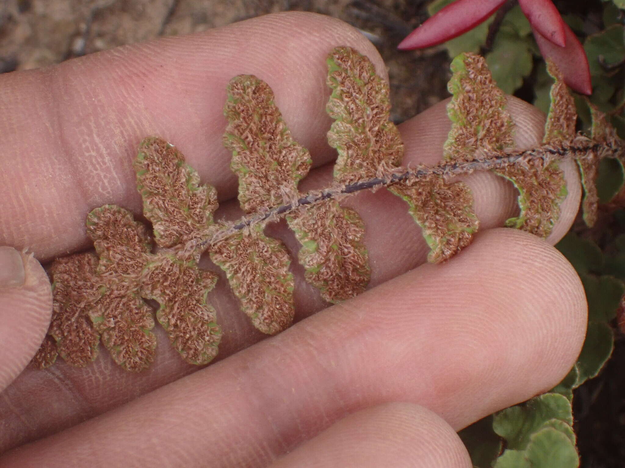 Image of Asplenium cordatum (Thunb.) Sw.