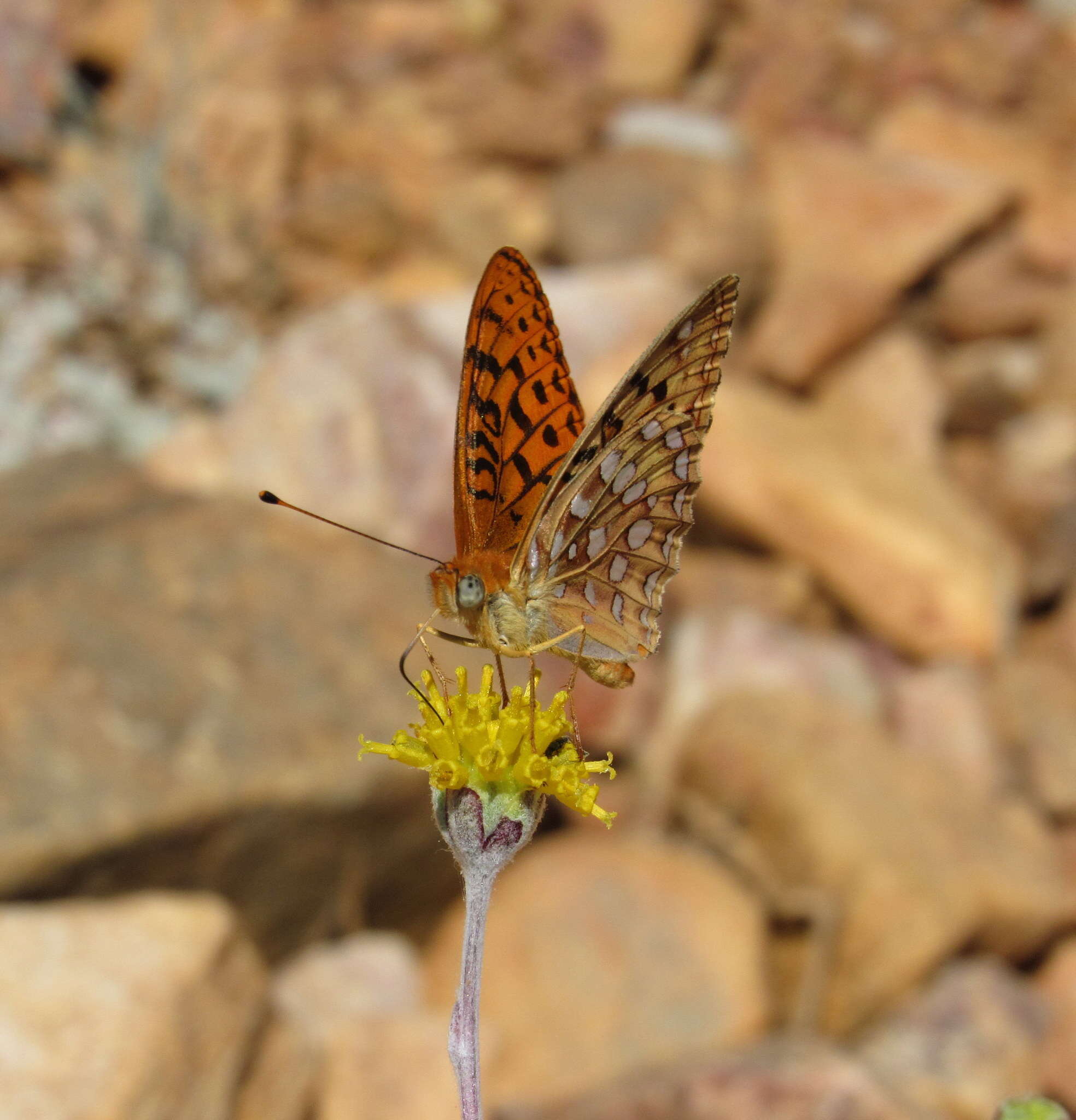 Слика од Speyeria coronis semiramis Edwards 1886