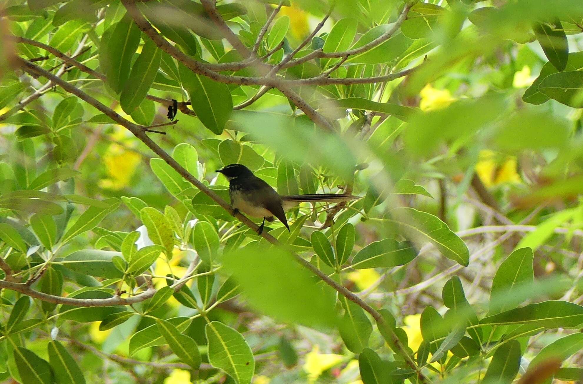 Image of White-spotted Fantail