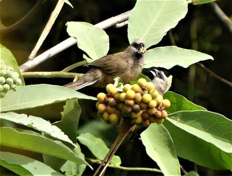 Colius striatus rhodesiae Grant, Chb & Mackworth-Praed 1938 resmi