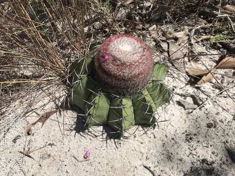 Image of Few-spined Turk's-cap Cactus