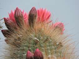 Imagem de Echinopsis tarijensis (Vaupel) H. Friedrich & G. D. Rowley