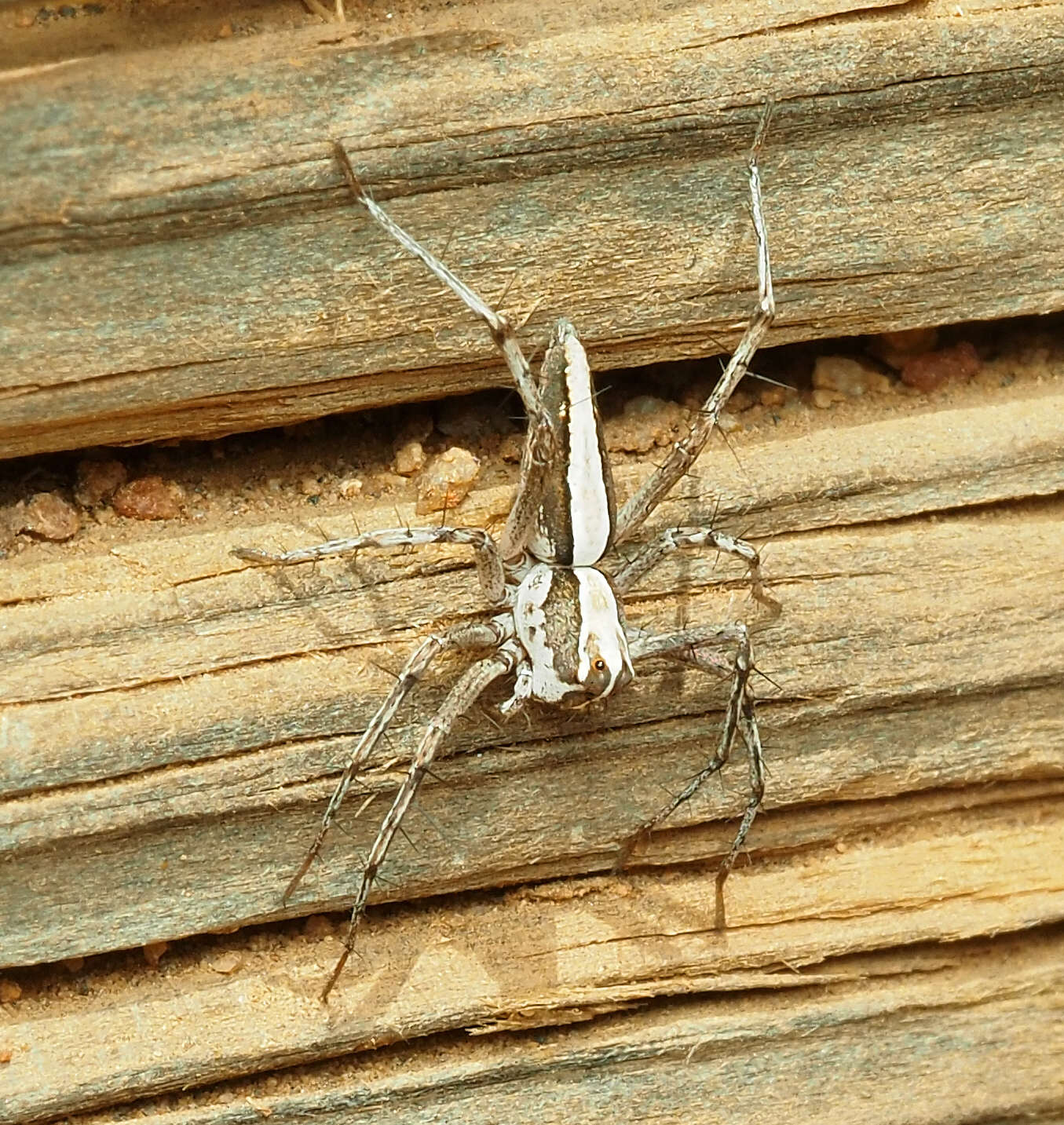 Image of Oxyopes tridens Brady 1964