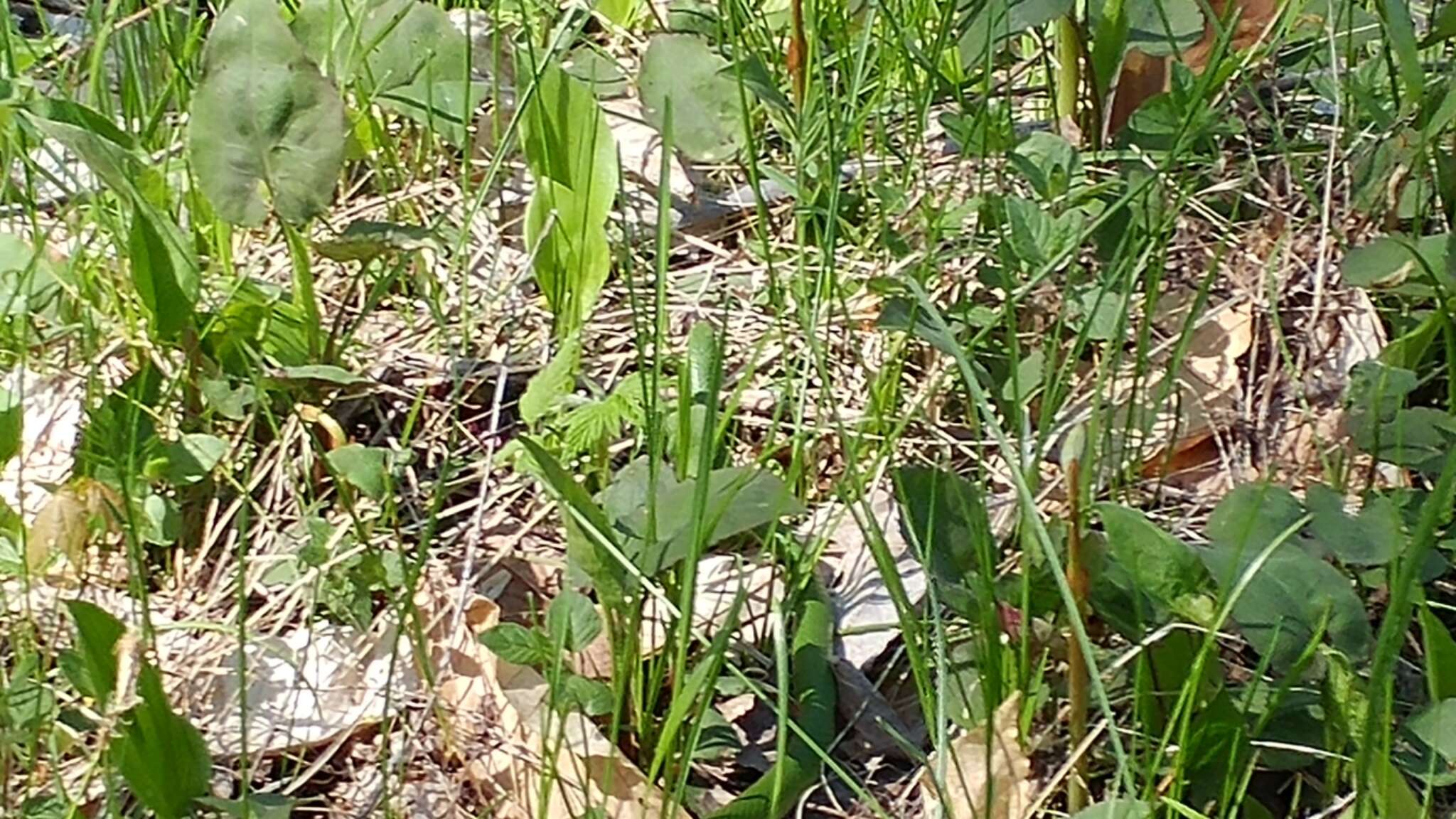 Image of Smooth Green Snake