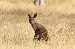 Macropus fuliginosus (Desmarest 1817) resmi