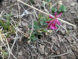 Image de <i>Trifolium brandegeei</i>