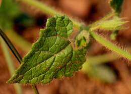 Imagem de Stachys natalensis var. natalensis