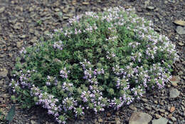 Image of Thymus collinus M. Bieb.