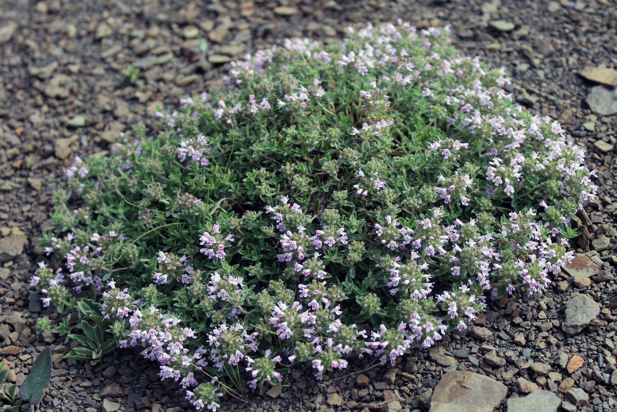 Image of Thymus collinus M. Bieb.