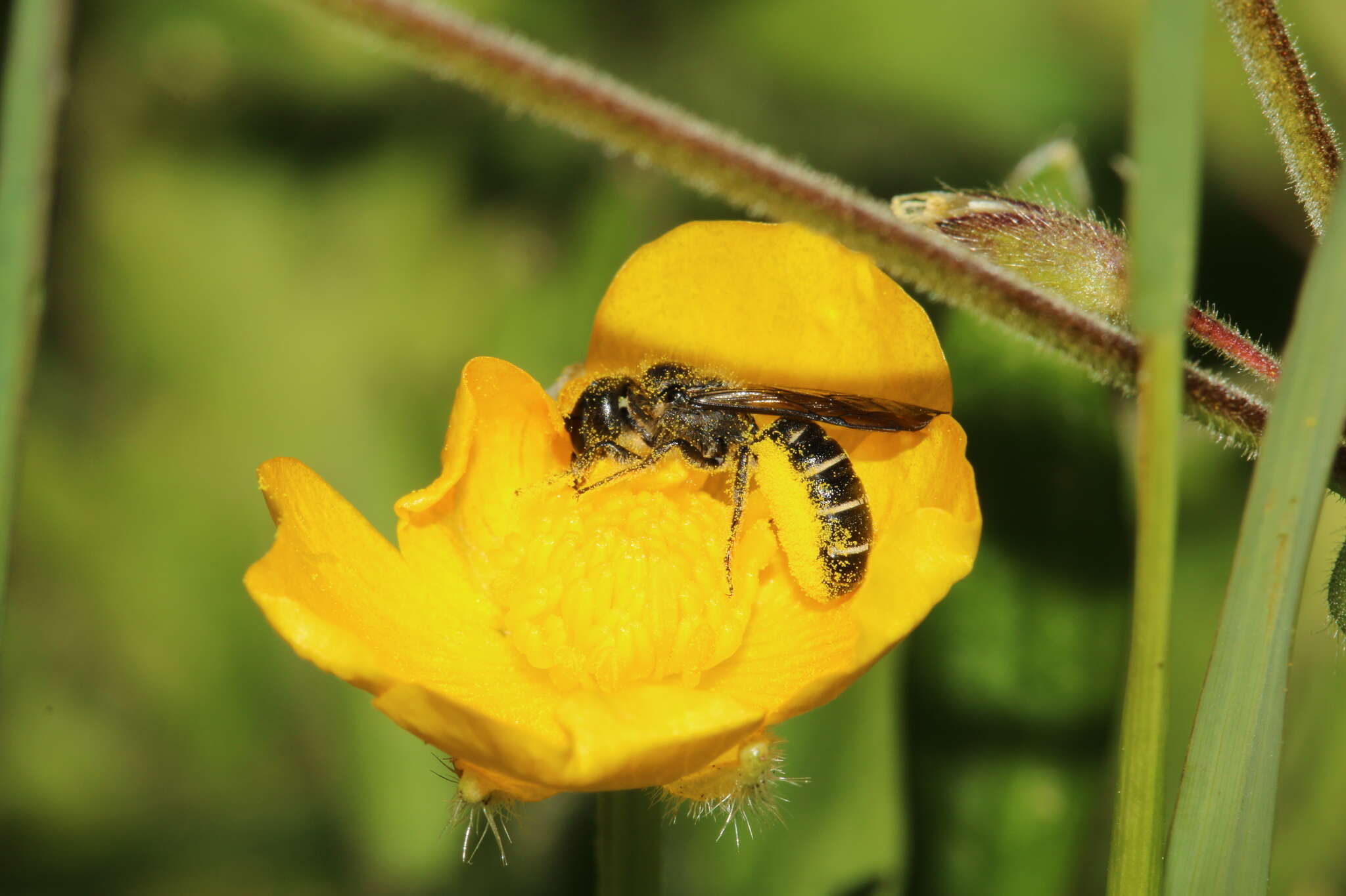 Image de Chelostoma florisomne (Linnaeus 1758)