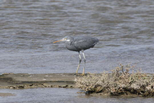 Image of Western Reef Heron