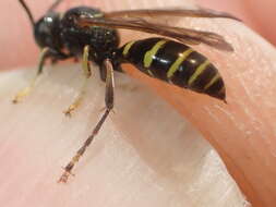 Image of Gorytes quinquefasciatus (Panzer 1798)