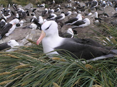 Image of black-browed albatross