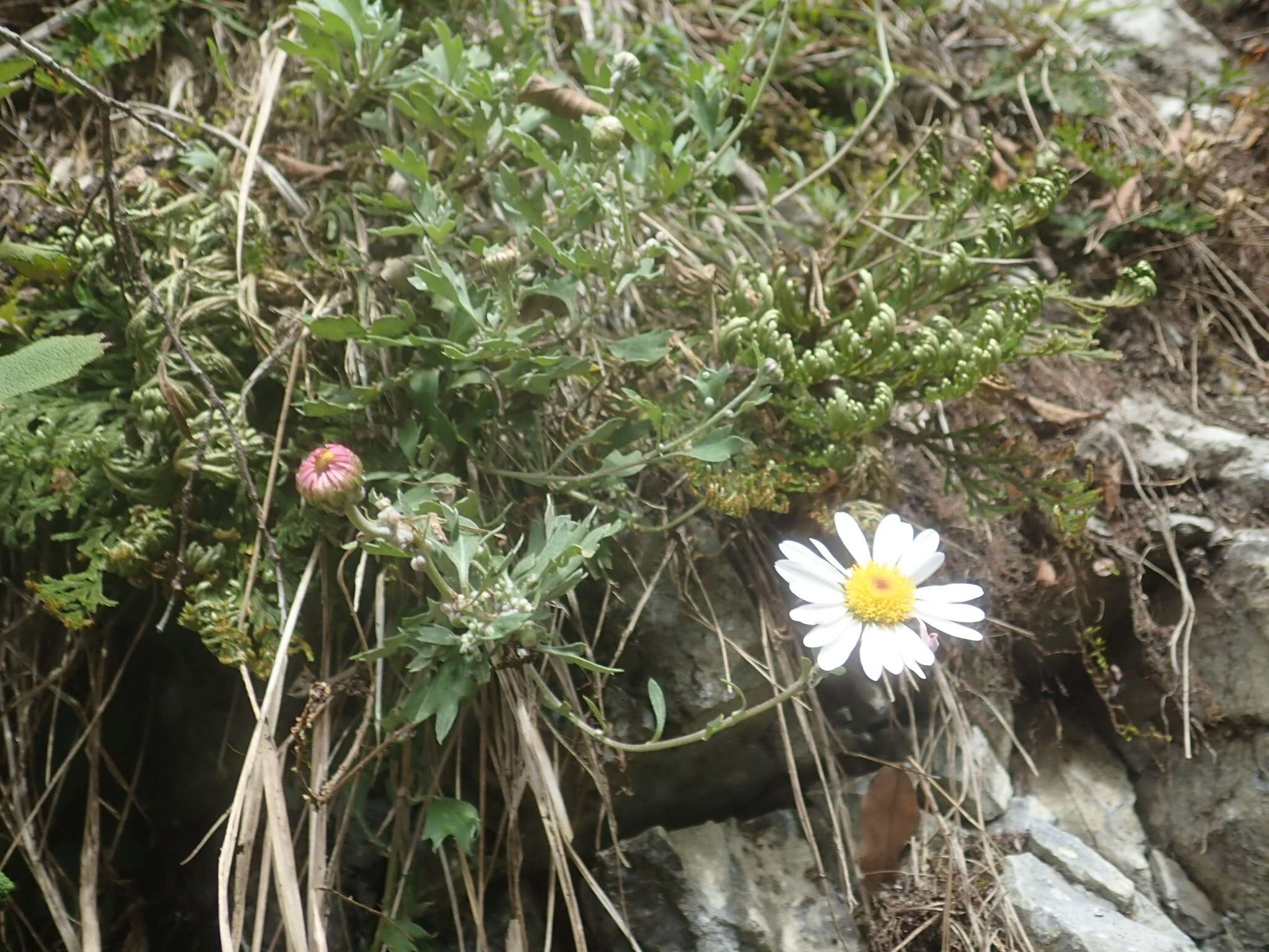 Image of Chrysanthemum morii Hayata