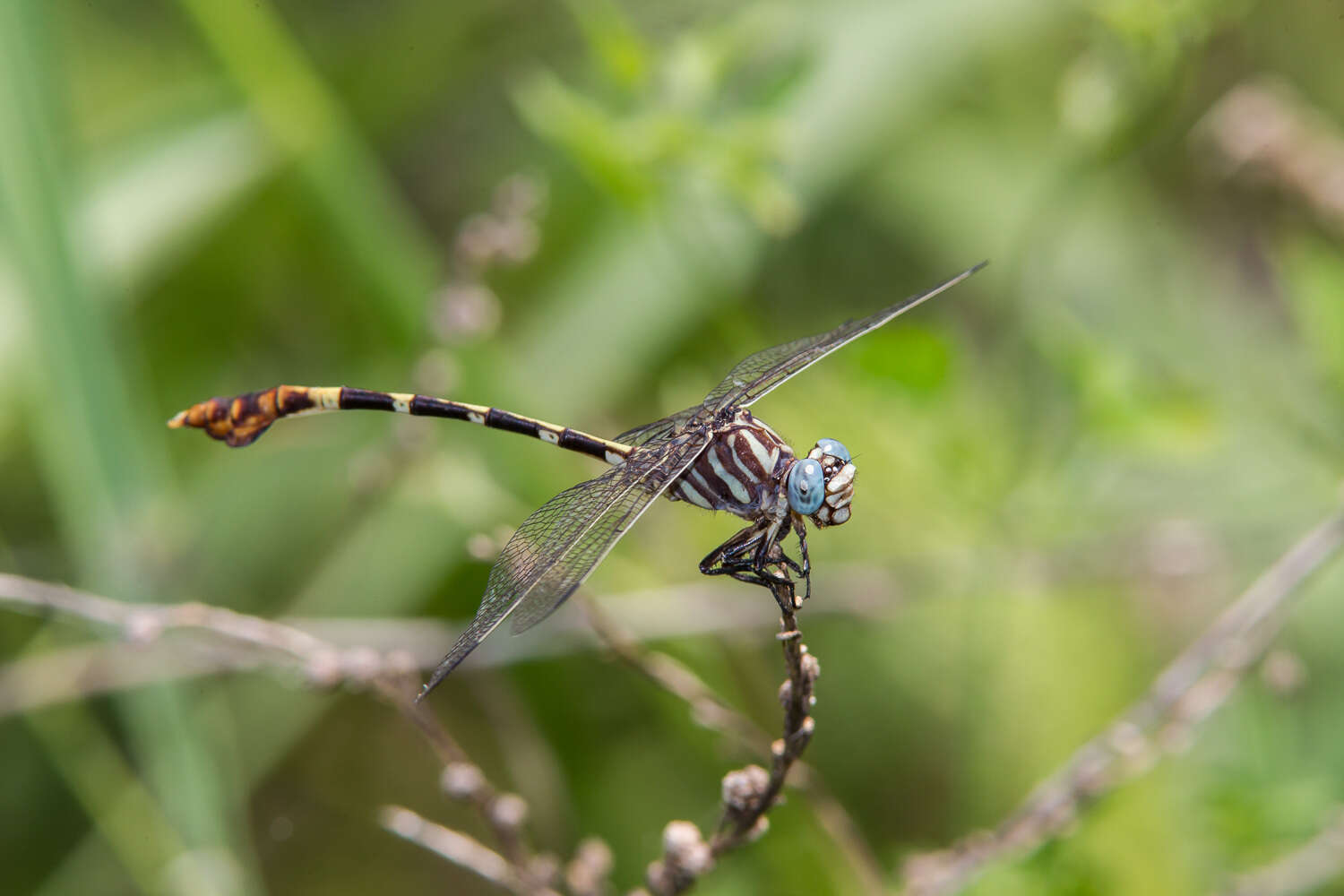 Image of Five-striped Leaftail