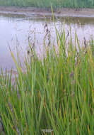 Image of pendantgrass