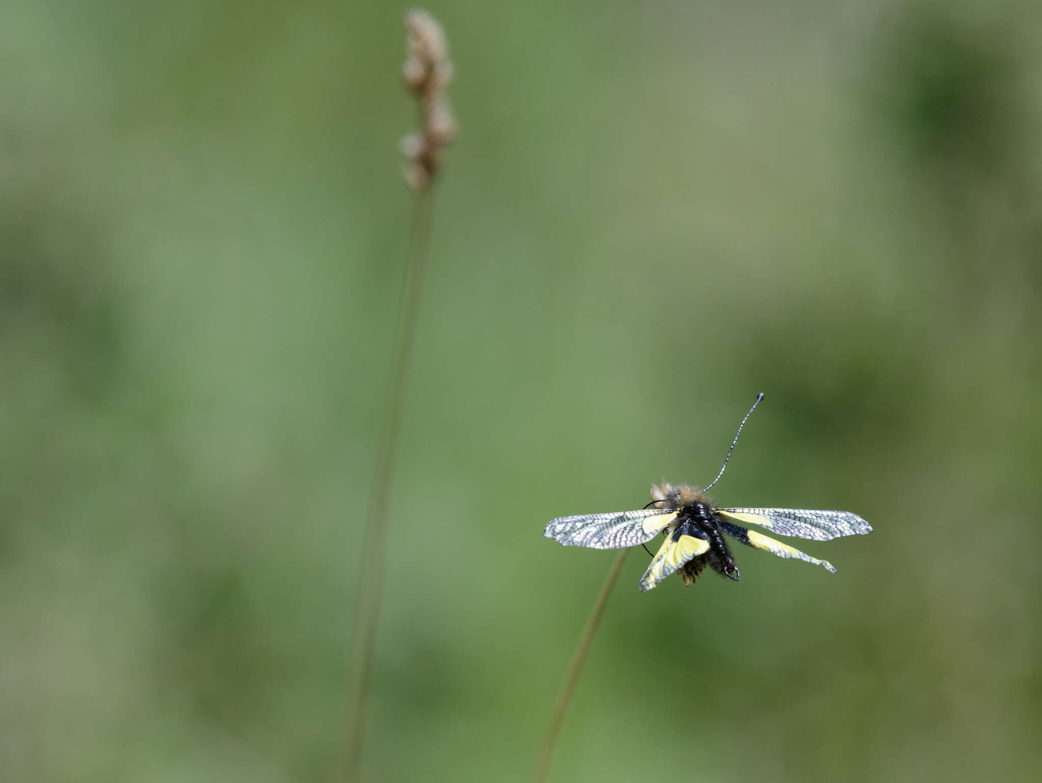 Image of Owly sulphur