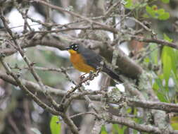 Image of Fan-tailed Warbler