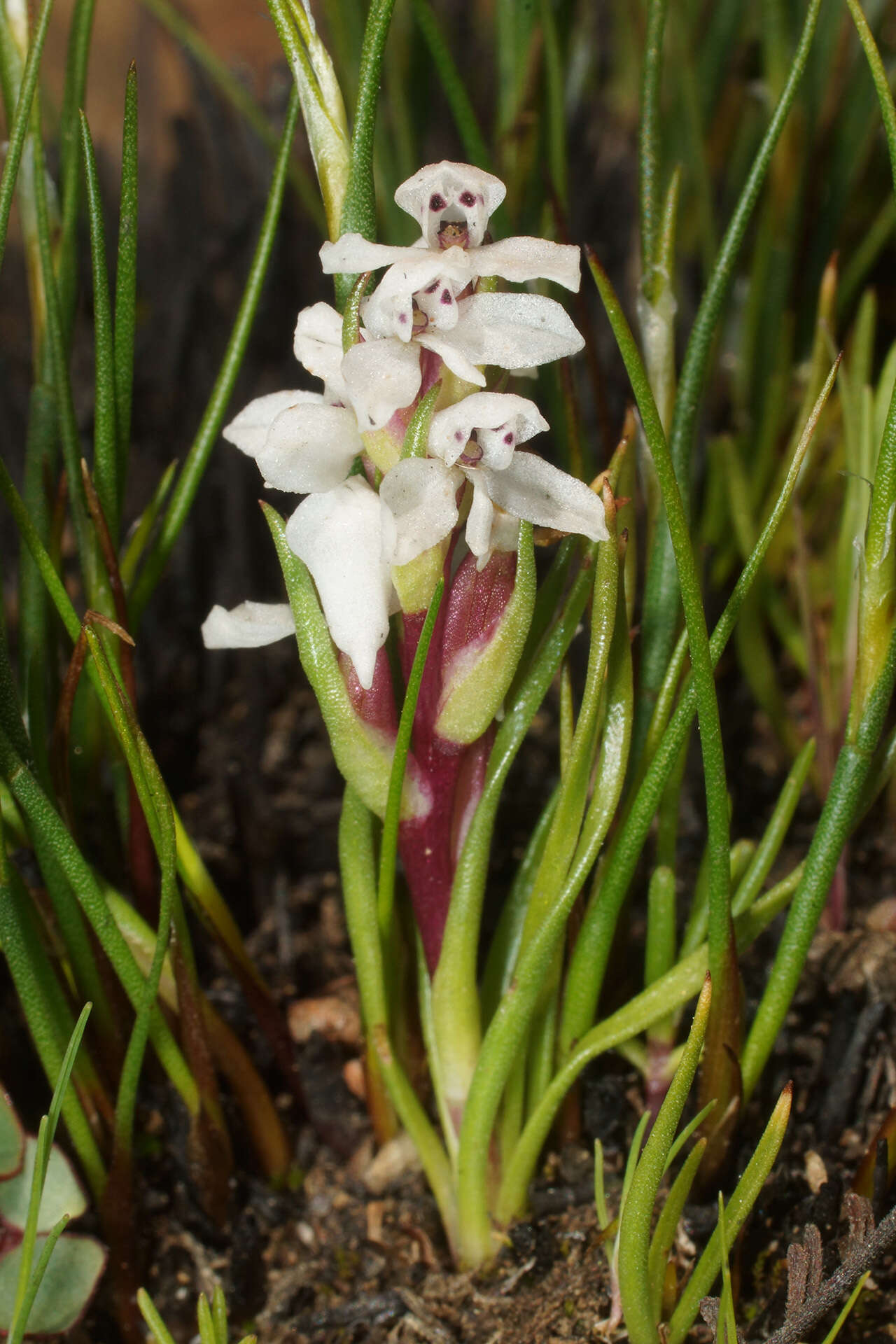 Image of Disa tenella subsp. pusilla H. P. Linder