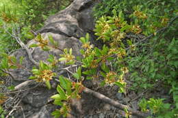 Слика од Sideroxylon occidentale (Hemsl.) T. D. Penn.