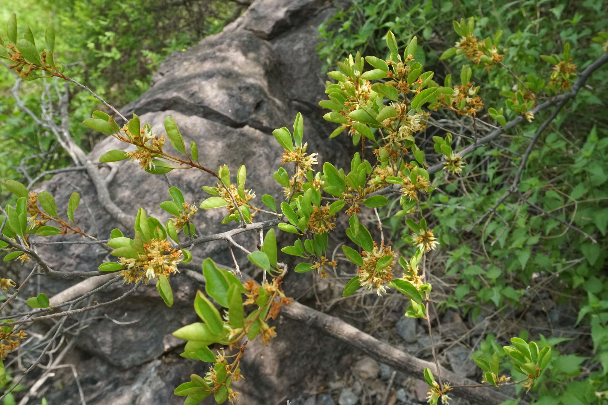 Слика од Sideroxylon occidentale (Hemsl.) T. D. Penn.