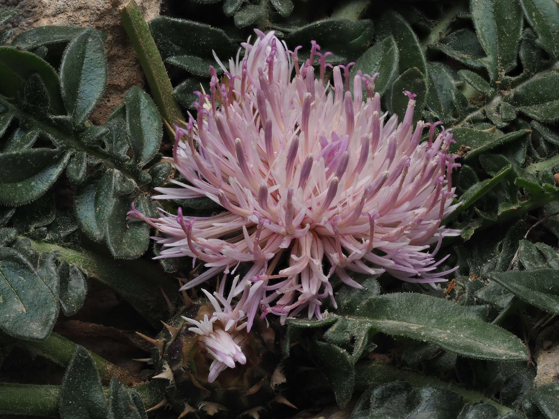 Image of Centaurea raphanina subsp. raphanina