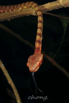 Image of Boiga guangxiensis Wen 1998