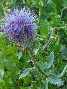 Plancia ëd Carduncellus caeruleus (L.) C. Presl