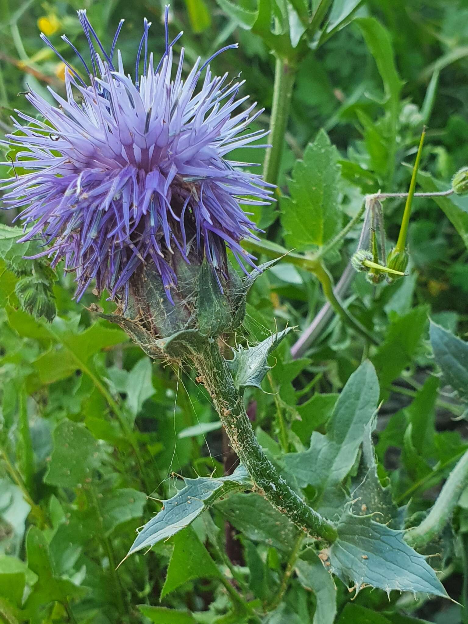 صورة Carduncellus caeruleus (L.) C. Presl