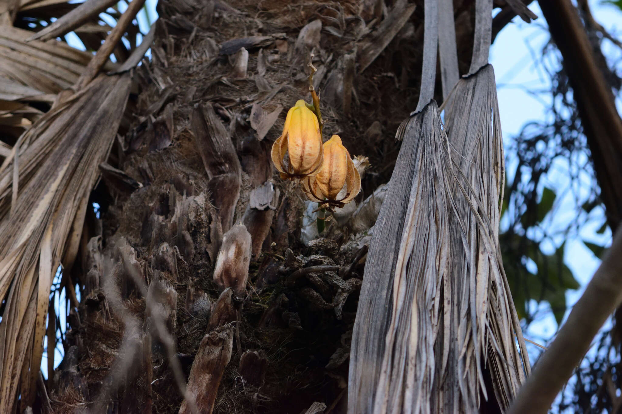 Image of Mormodes aromatica Lindl.