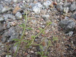 Image of Peronospora galii