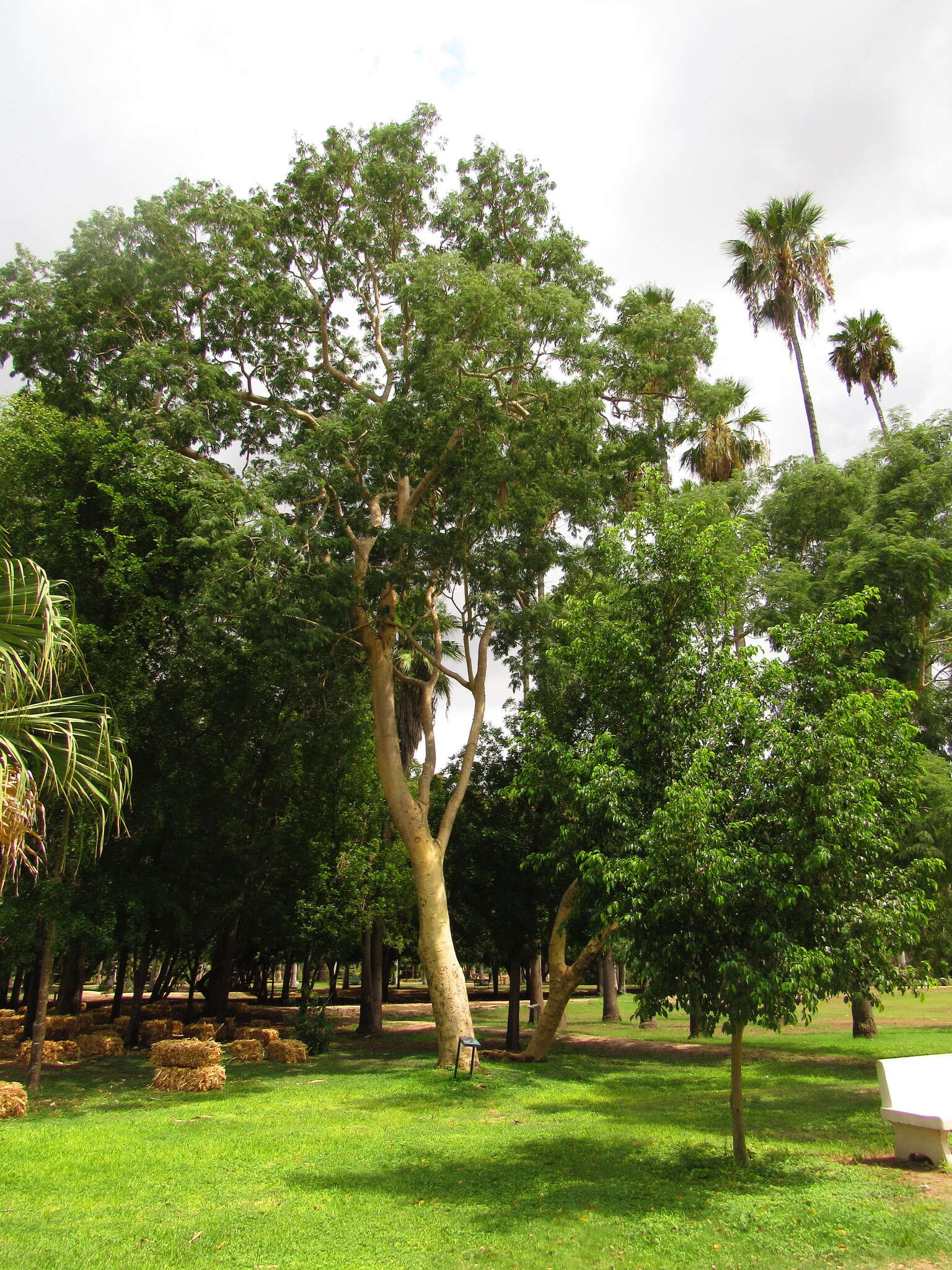 صورة Albizia sinaloensis Britton & Rose