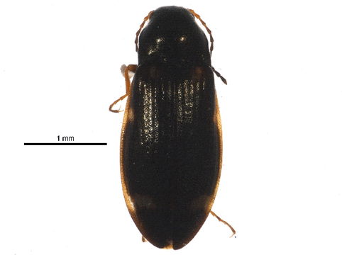 Image of wrinkled bark beetles