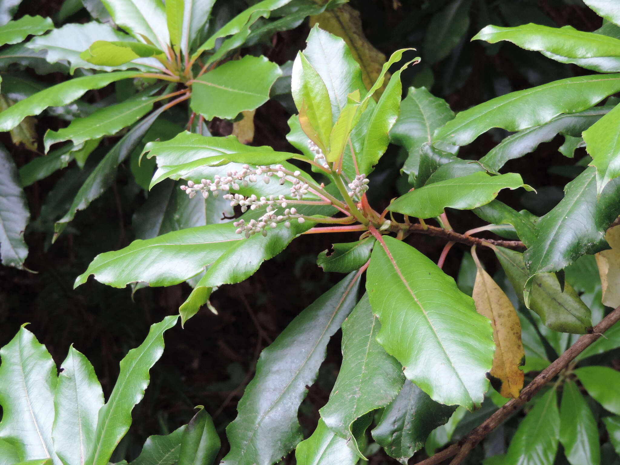 Image of Clethra arborea Aiton