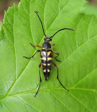 Image of Zebra Longhorn