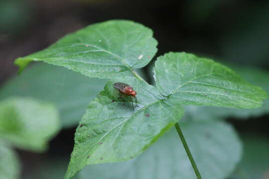 Image of Dryomyza senilis